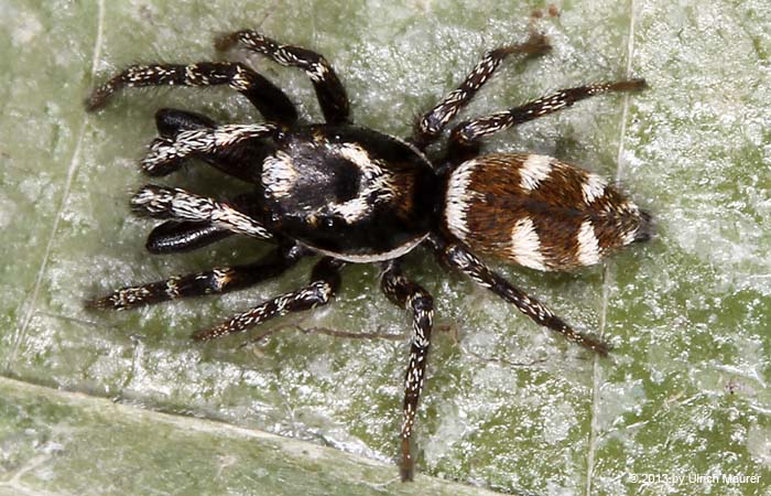 Zebraspringspinne