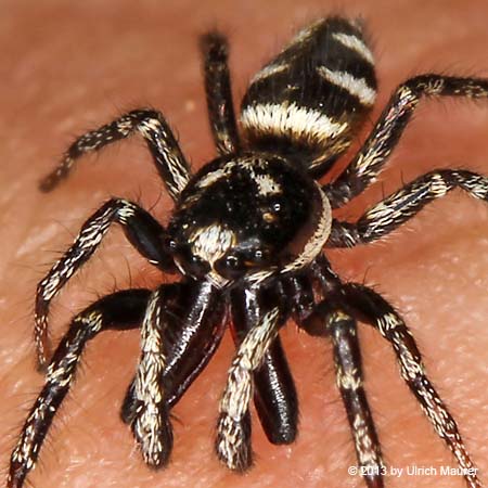 Zebraspringspinne