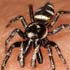 Zebraspringspinne