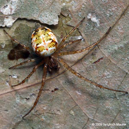 Kleine Herbstspinne