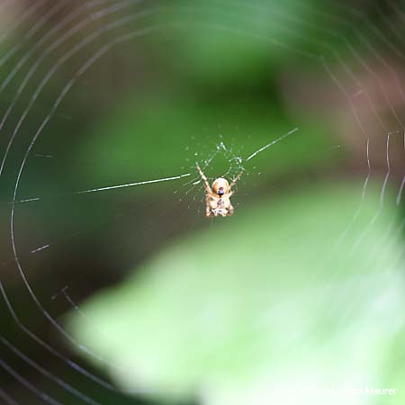 Herbstspinne