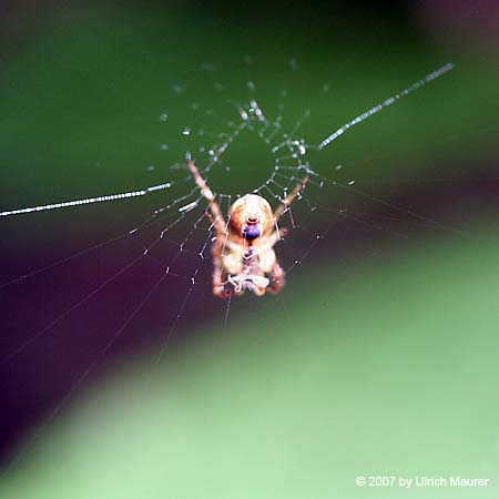 Herbstspinne