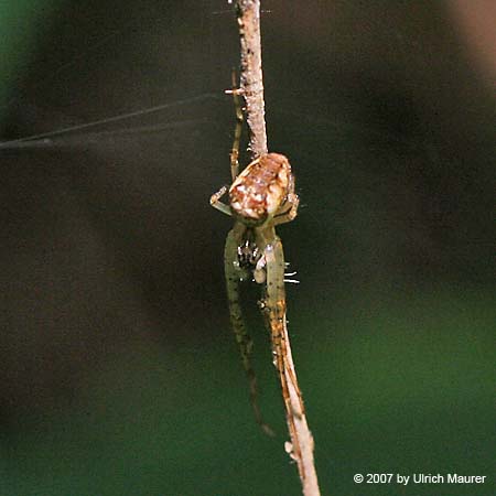 Herbstspinne