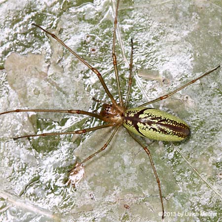 Tetragnatha pinicola