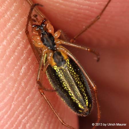 Tetragnatha pinicola