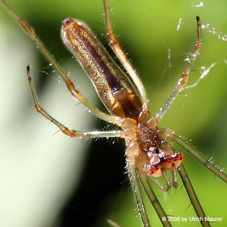 Tetragnatha sp.