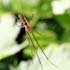 Tetragnatha sp.