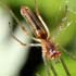 Tetragnatha sp.