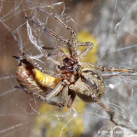 Labyrinthspinne