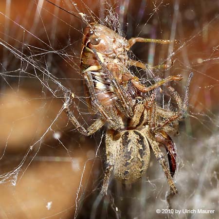 Labyrinthspinne
