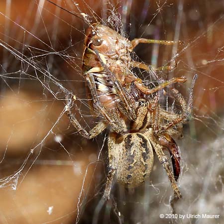 Labyrinthspinne