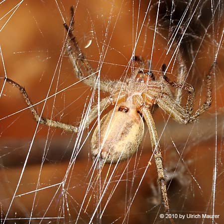 Labyrinthspinne