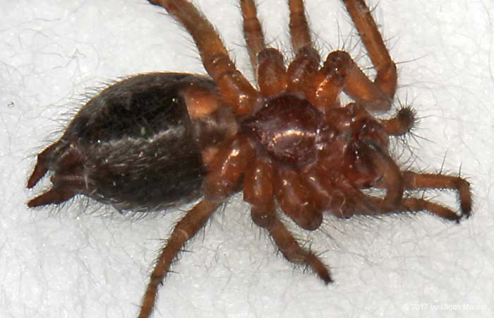 Labyrinthspinne