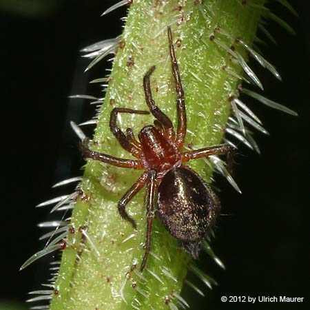 Agelenidae sp.