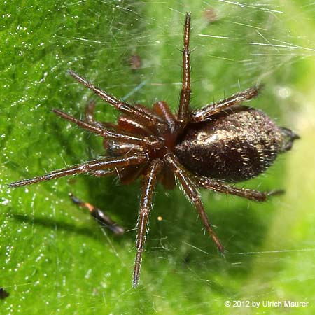 Agelenidae sp.