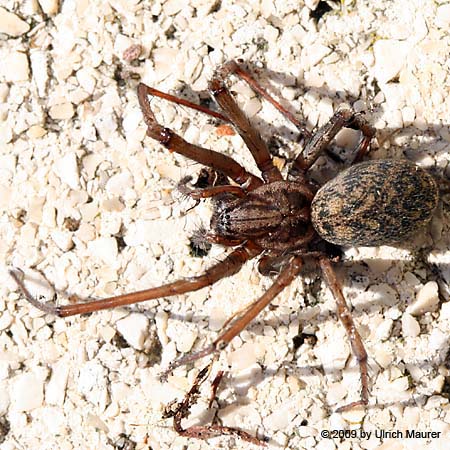 Hausspinne oder große Winkelspinne