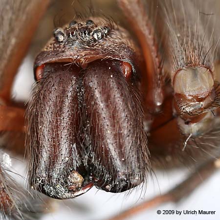 Hausspinne oder große Winkelspinne