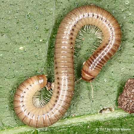 Messerschwanz-Schnurfüßer