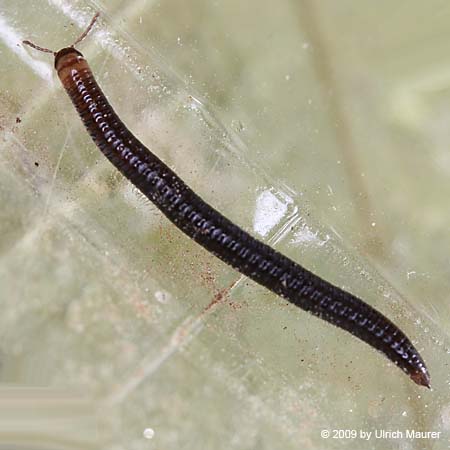 Gemeiner Dunkler Schnurfüßer