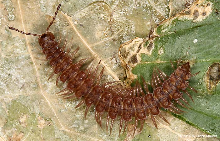 Propolydesmus testaceus