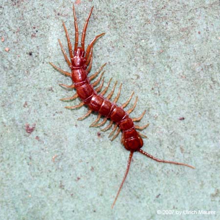 Brauner Steinläufer