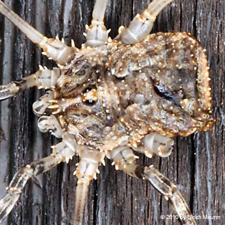 Lacinius horridus