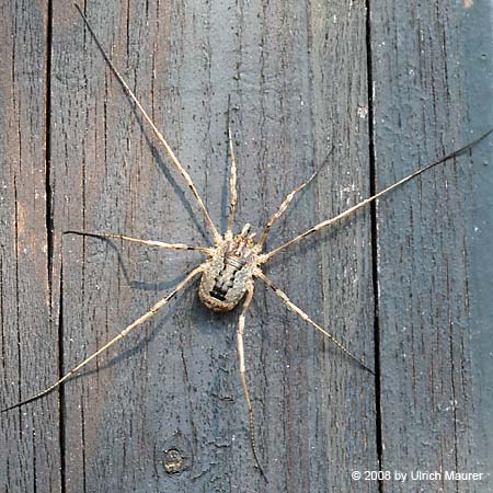 Phalangium opilio