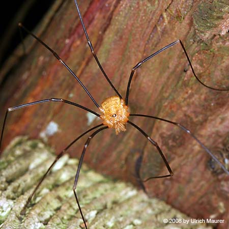 Phalangium opilio