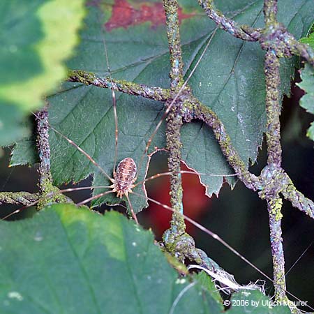 Phalangium opilio