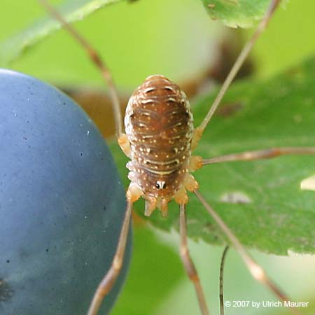 Phalangium opilio