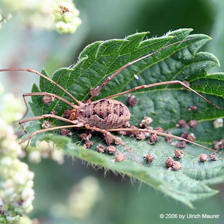 Phalangium opilio