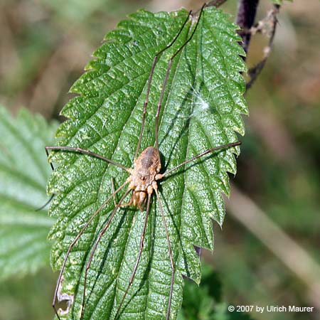 Phalangium opilio