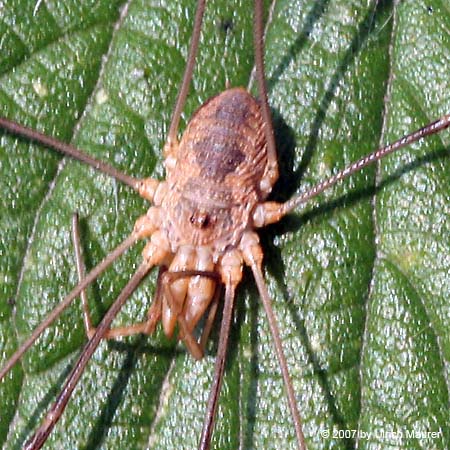 Phalangium opilio