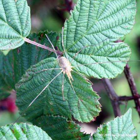 Phalangium opilio