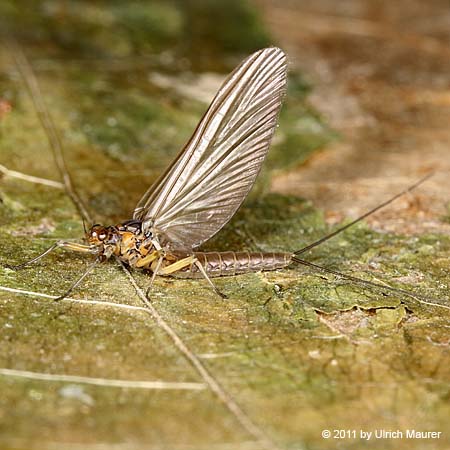 Baetis sp., - Subimaginalstadium