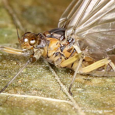 Baetis sp., - Subimaginalstadium