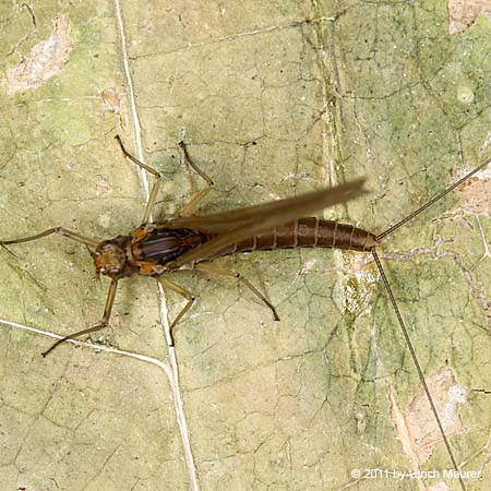 Baetis sp., - Subimaginalstadium