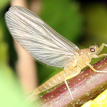 Baetis sp., - Subimaginalstadium