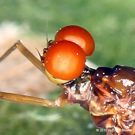 Ulrichs Tierwelt Ephemerella ignita