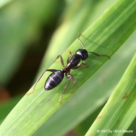 Camponotus fallax