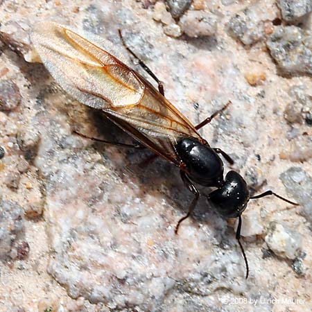 Camponotus sp.