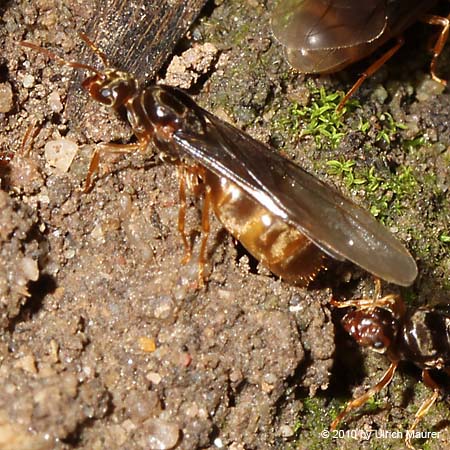 Gelbe Wiesenameise