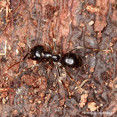 Glänzendschwarze Holzameise