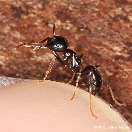 Glänzendschwarze Holzameise