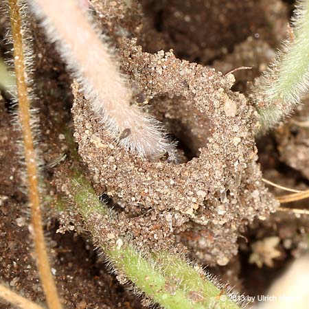 Lasius sp.