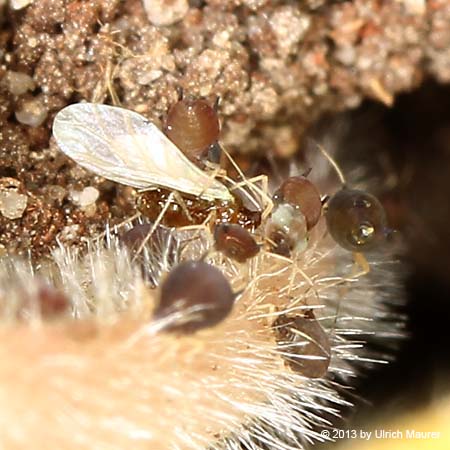 Lasius sp.