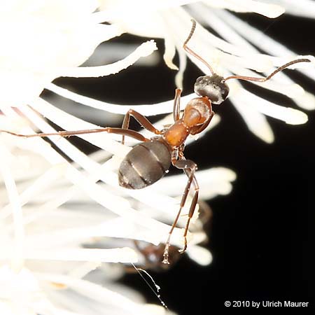 (Servi)Formica rufibarbis