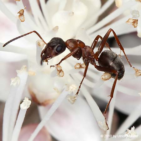 (Servi)Formica rufibarbis