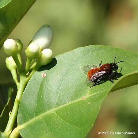 Rotpelzige Sandbiene