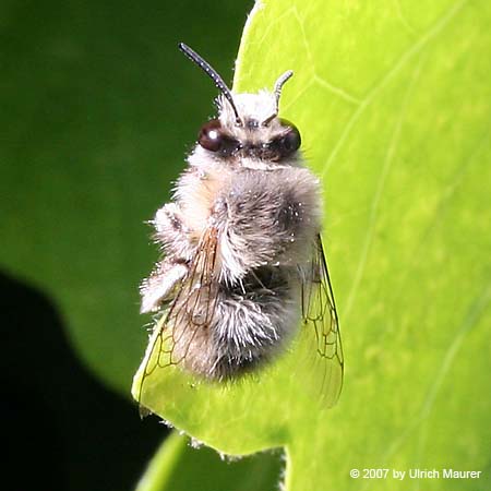 Anthophora sp.